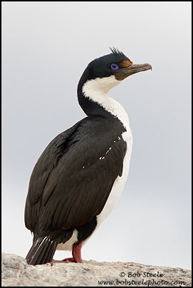Imperial Cormorant (Phalacrocorax atriceps)