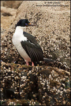Imperial Cormorant (Phalacrocorax atriceps)
