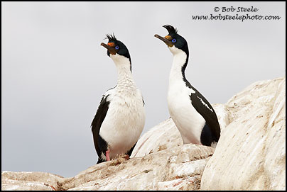 Imperial Cormorant (Phalacrocorax atriceps)