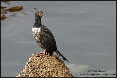 Magellan Cormorant (Phalacrocorax magellanicus)
