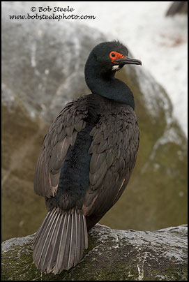 Magellan Cormorant (Phalacrocorax magellanicus)