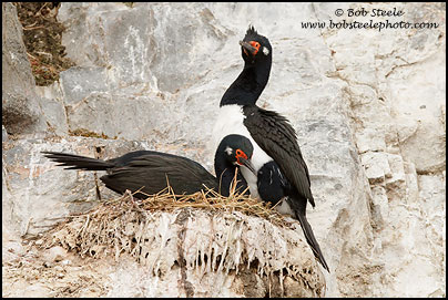 Magellan Cormorant (Phalacrocorax magellanicus)