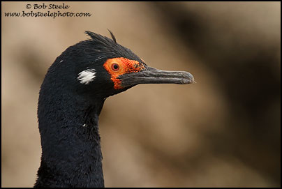 Magellan Cormorant (Phalacrocorax magellanicus)