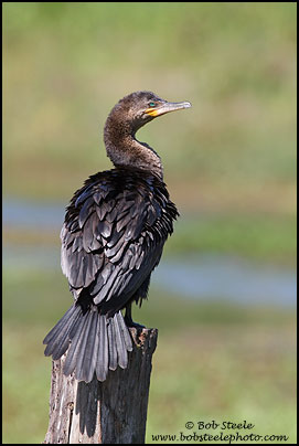 Neotropic Cormorant (Phalacrocorax brasilianus)