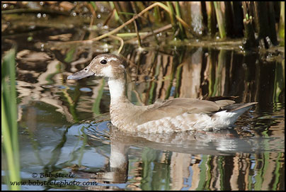 Ringed Teal (Callonetta leucophrys)