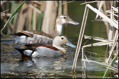 Ringed Teal (Callonetta leucophrys)