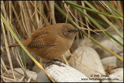 Cobb's Wren (Troglodytes cobbi) 