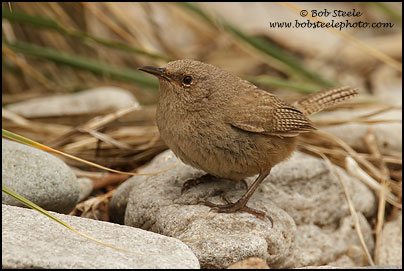 Cobb's Wren (Troglodytes cobbi) 