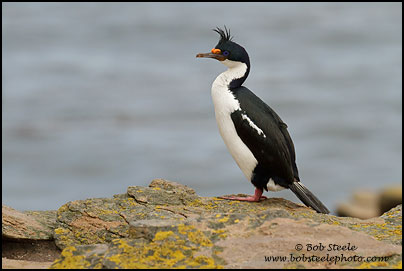 Imperial Cormorant (Phalacrocorax atriceps)