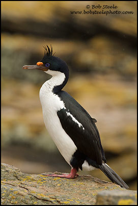 Imperial Cormorant (Phalacrocorax atriceps)
