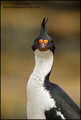 Imperial Cormorant (Phalacrocorax atriceps)