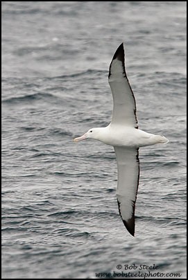 Royal Albatross (Diomedea epomophora)