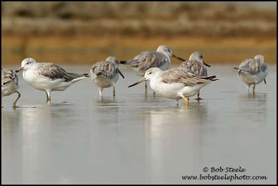 Nordmann's Greenshank (Tringa guttifer)