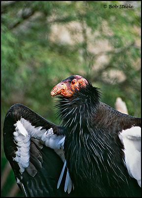 California Condor (Gymnogyps californianus)