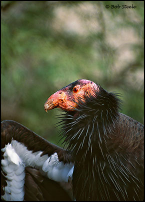 California Condor (Gymnogyps californianus)