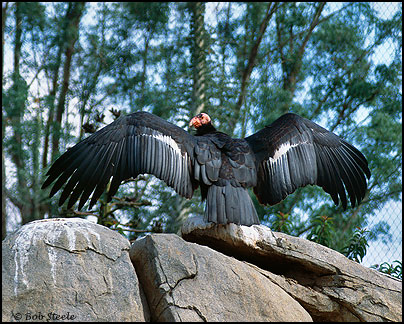 California Condor (Gymnogyps californianus)