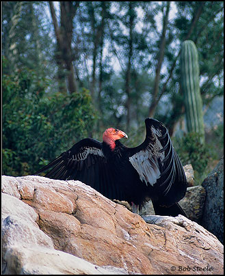 California Condor (Gymnogyps californianus)