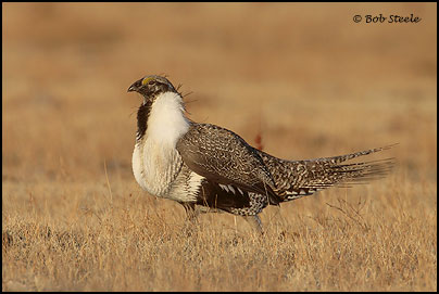 Greater Sage-Grouse (Centrocercus urophasianus)