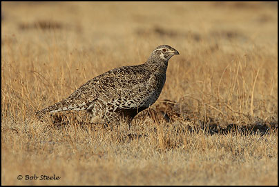 Greater Sage-Grouse (Centrocercus urophasianus)