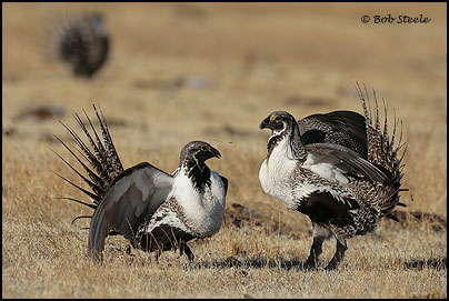 Greater Sage-Grouse (Centrocercus urophasianus)