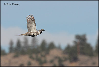 Greater Sage-Grouse (Centrocercus urophasianus)