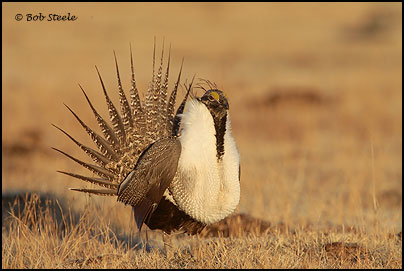 Greater Sage-Grouse (Centrocercus urophasianus)