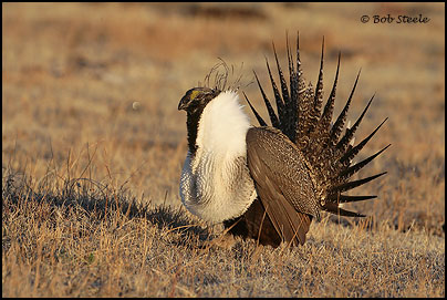 Greater Sage-Grouse (Centrocercus urophasianus)