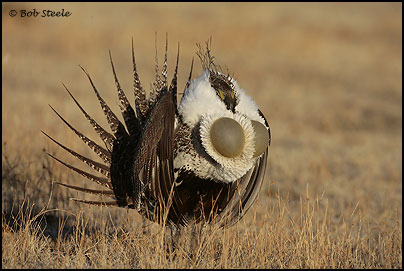 Greater Sage-Grouse (Centrocercus urophasianus)