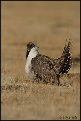 Greater Sage-Grouse (Centrocercus urophasianus)