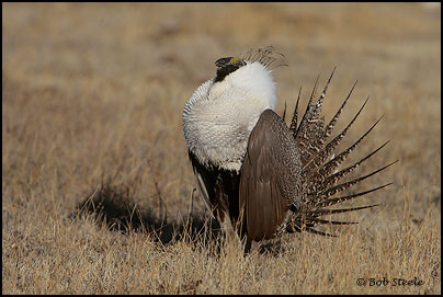 Greater Sage-Grouse (Centrocercus urophasianus)