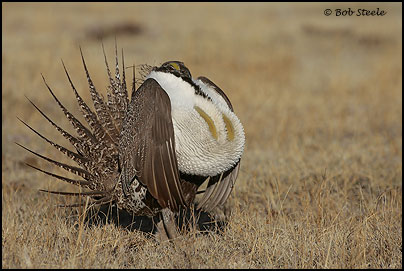 Greater Sage-Grouse (Centrocercus urophasianus)