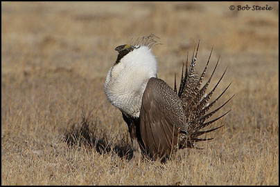 Greater Sage-Grouse (Centrocercus urophasianus)