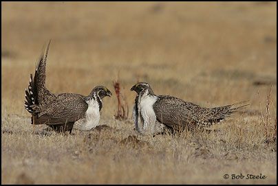 Greater Sage-Grouse (Centrocercus urophasianus)