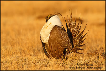 Greater Sage-Grouse (Centrocercus urophasianus)