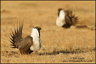 Greater Sage-Grouse (Centrocercus urophasianus)