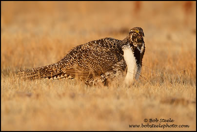 Greater Sage-Grouse (Centrocercus urophasianus)