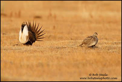 Greater Sage-Grouse (Centrocercus urophasianus)
