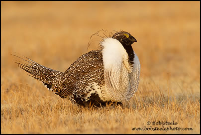 Greater Sage-Grouse (Centrocercus urophasianus)