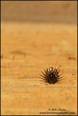 Greater Sage-Grouse (Centrocercus urophasianus)