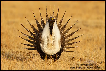 Greater Sage-Grouse (Centrocercus urophasianus)