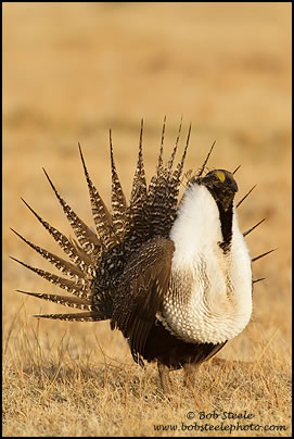 Greater Sage-Grouse (Centrocercus urophasianus)