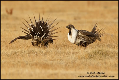 Greater Sage-Grouse (Centrocercus urophasianus)