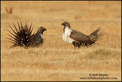 Greater Sage-Grouse (Centrocercus urophasianus)
