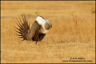 Greater Sage-Grouse (Centrocercus urophasianus)