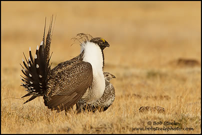 Greater Sage-Grouse (Centrocercus urophasianus)