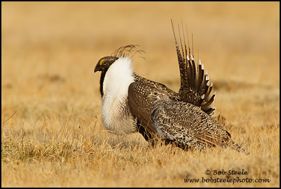 Greater Sage-Grouse (Centrocercus urophasianus)
