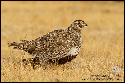 Greater Sage-Grouse (Centrocercus urophasianus)
