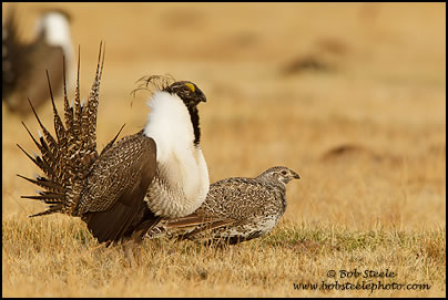 Greater Sage-Grouse (Centrocercus urophasianus)