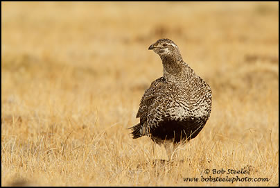 Greater Sage-Grouse (Centrocercus urophasianus)