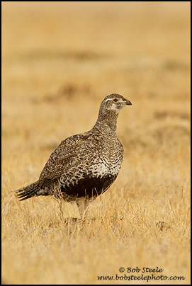 Greater Sage-Grouse (Centrocercus urophasianus)